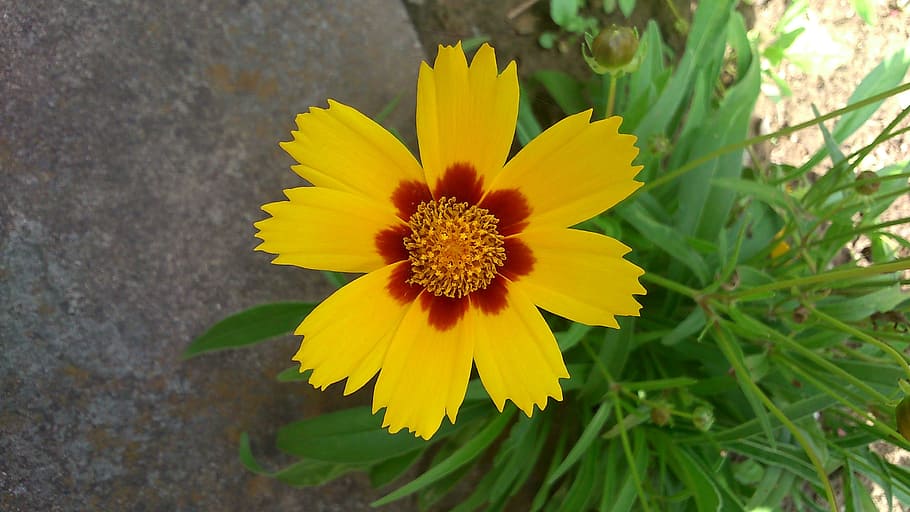 Flower, Yellow, Spring, petal, growth, nature, plant, flowering plant HD wallpaper