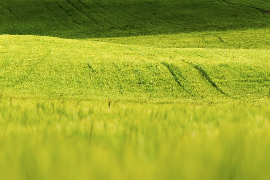 grass, nature, green, field, sunny, agriculture, rural scene HD wallpaper