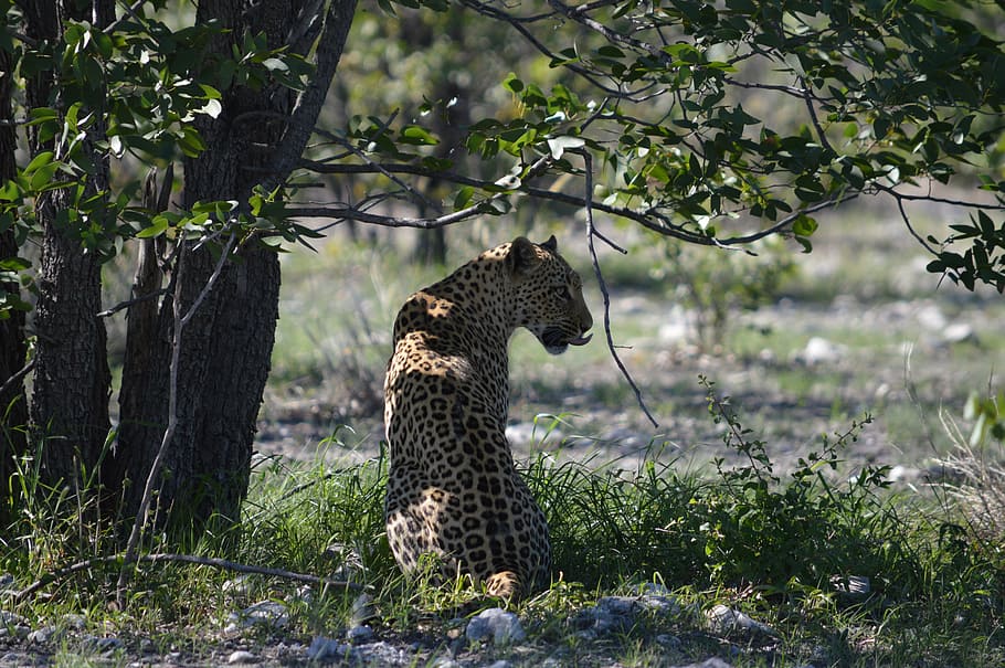 shallow focus photography of animal, leopard, africa, namibia