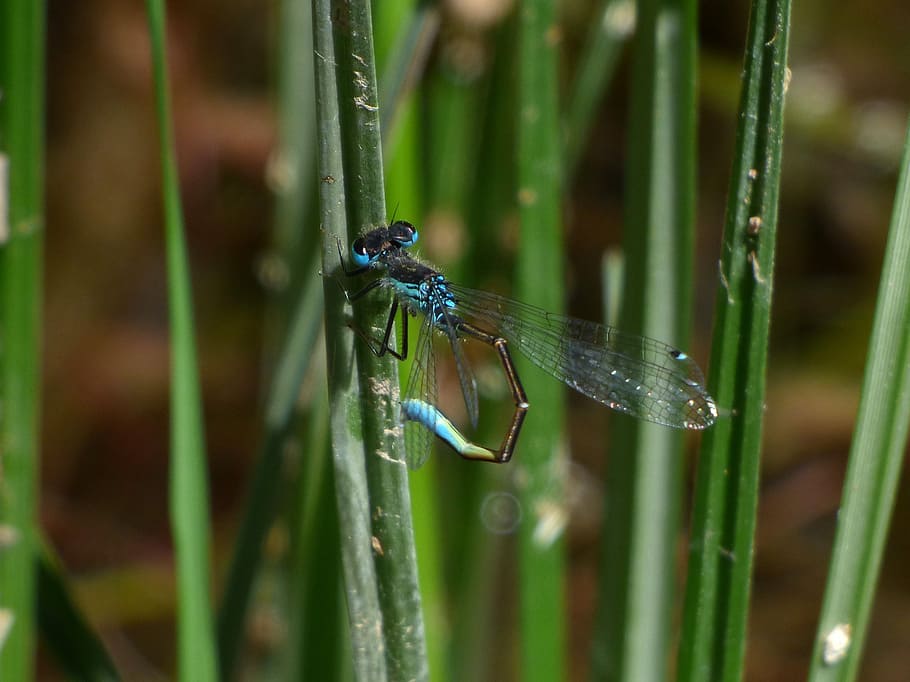 dragonfly, stem, wetland, river, ischnura graellsii, blue dragonfly HD wallpaper