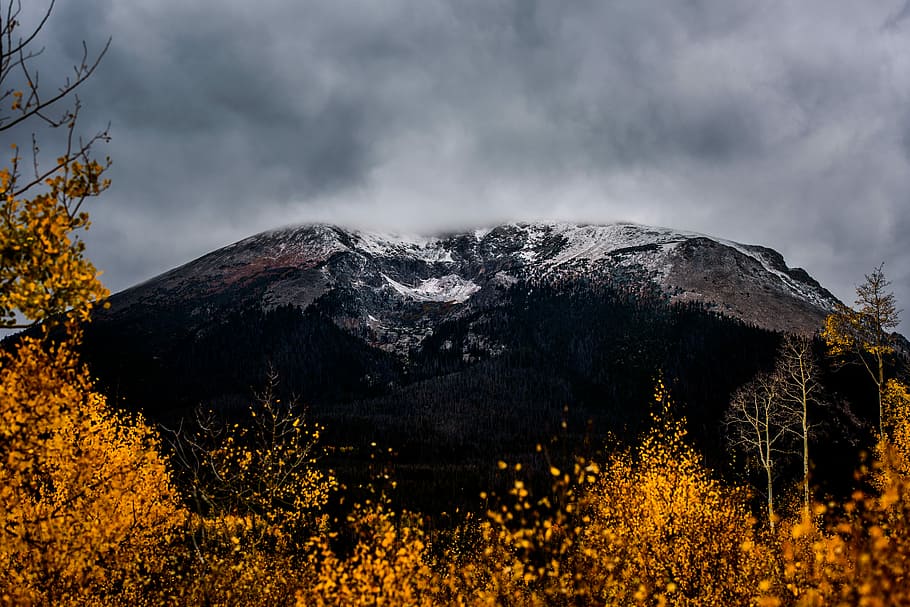 cloud covered brown mountain view from field of yellow leaf plants during daytime, tree near mountain range under stratocumulus clouds HD wallpaper