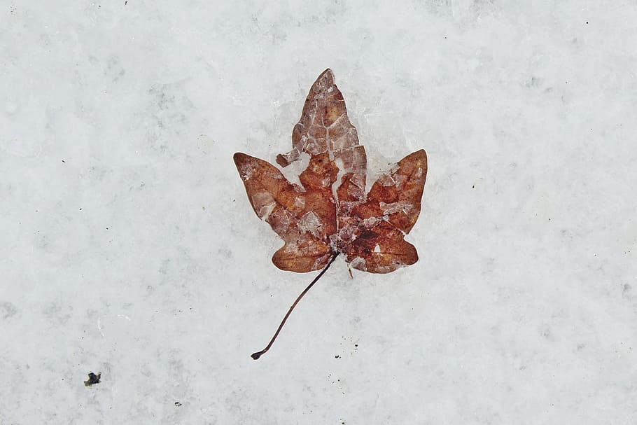 Snow, White, Ice, Winter, Leaf, Brown, cold, nature, frost HD wallpaper