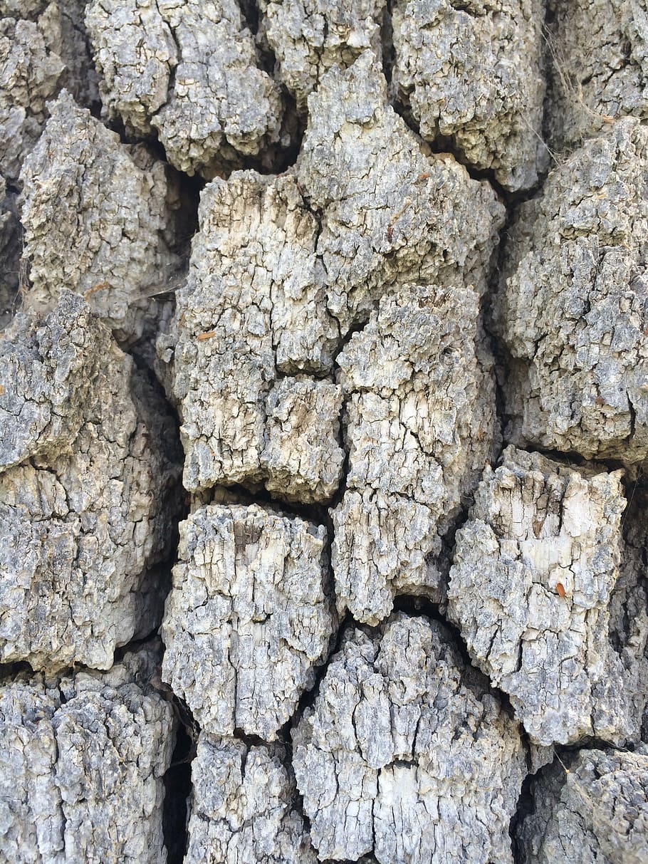 tree, bark, texture, wood, trunk, nature, backgrounds, full frame HD wallpaper