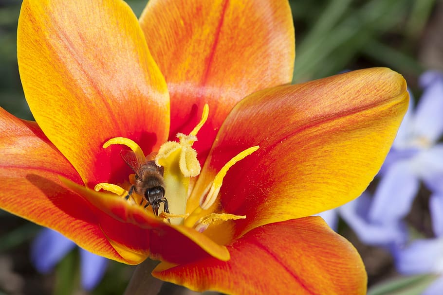 selective focus photography of wasp on orange flower, tulip, stamp