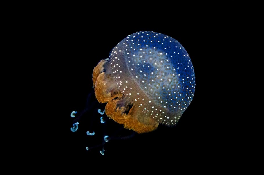 blue and brown jellyfish photo, animal, aquarium, aquatic, black