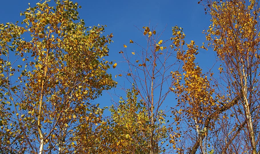 birch forest, birch tree, deciduous tree, sky, blue, leaves, HD wallpaper
