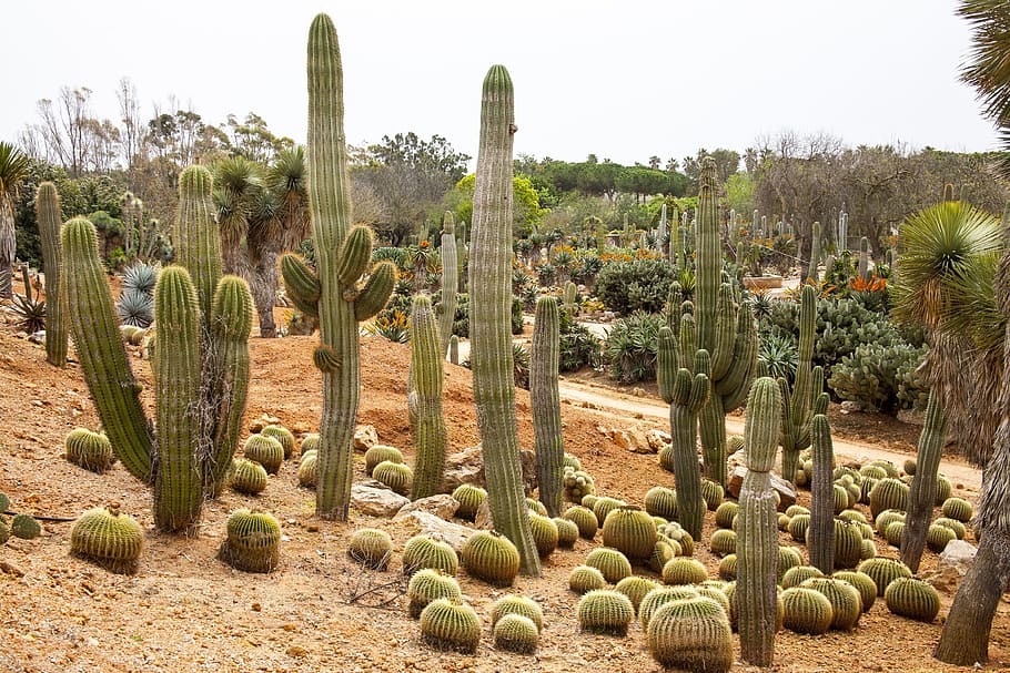 desert with cactus during daytime, Cactus, Garden, Mallorca, botanical garden, HD wallpaper