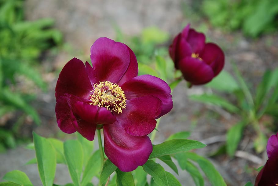 peony, spring, flower, macro, violet, garden, nature, flowering plant HD wallpaper