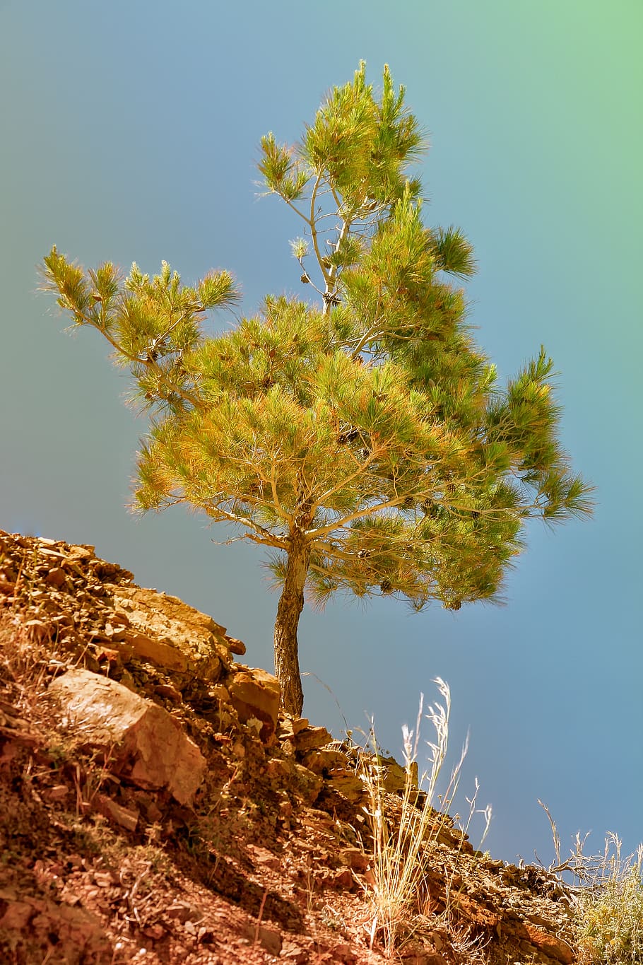 pine, steinig, stones, dry, summer, greece, hot, drought, aesthetic HD wallpaper