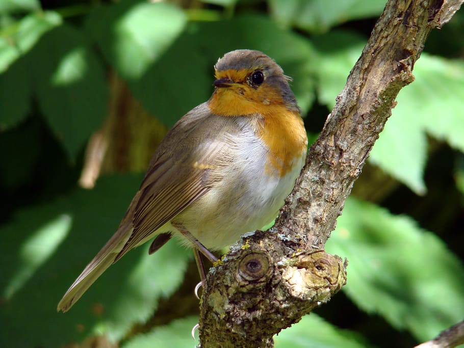 robins, bird, garden, curious, small birds, summer, animal wildlife HD wallpaper