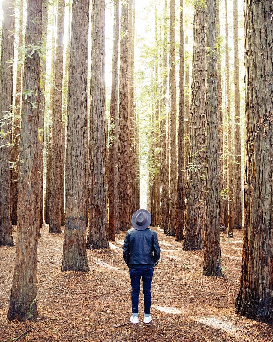 person standing under brown trees, person standing surrounded by trees during daytime HD wallpaper