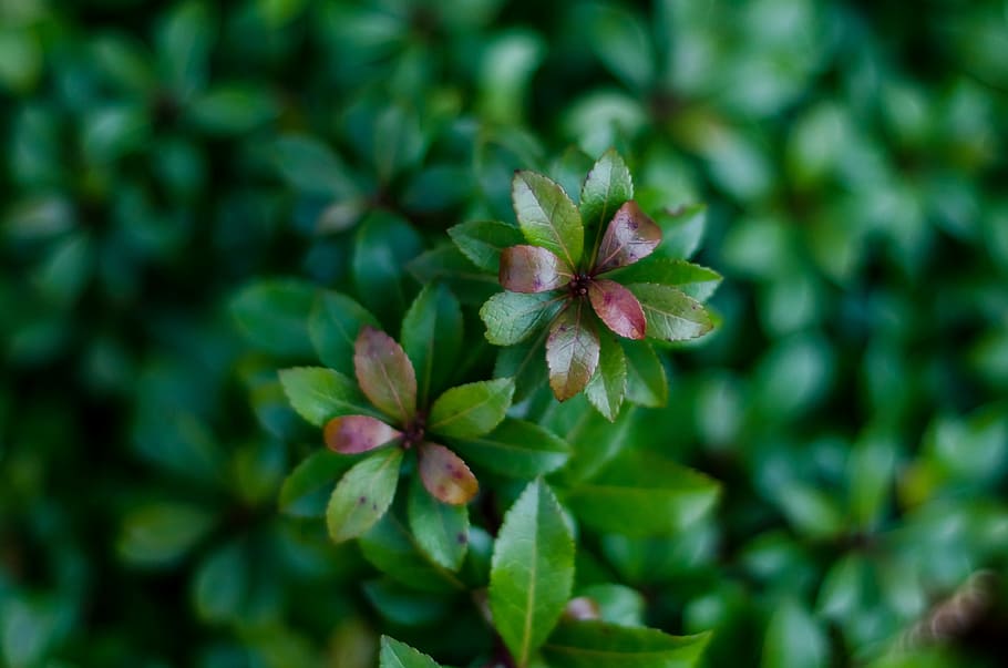 plant, macro, spring, nature, garden, close, vegetation, flora HD wallpaper