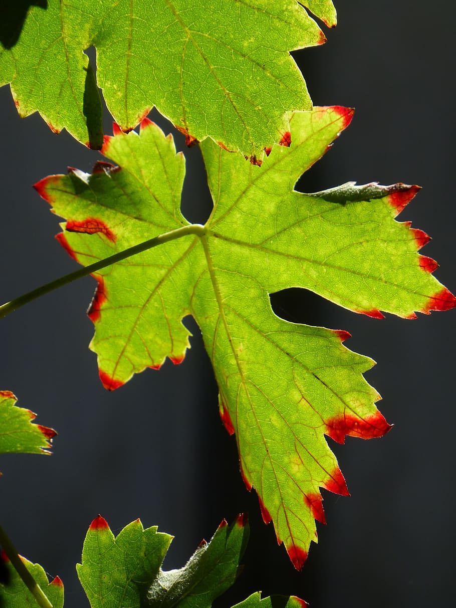 Screw, Leaf, Leaves, autumn, summer, green, redhead, nature HD wallpaper