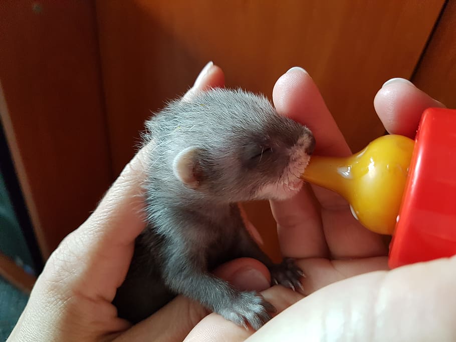 ferret, feeding, bottle, human hand, mammal, one animal, human body part HD wallpaper