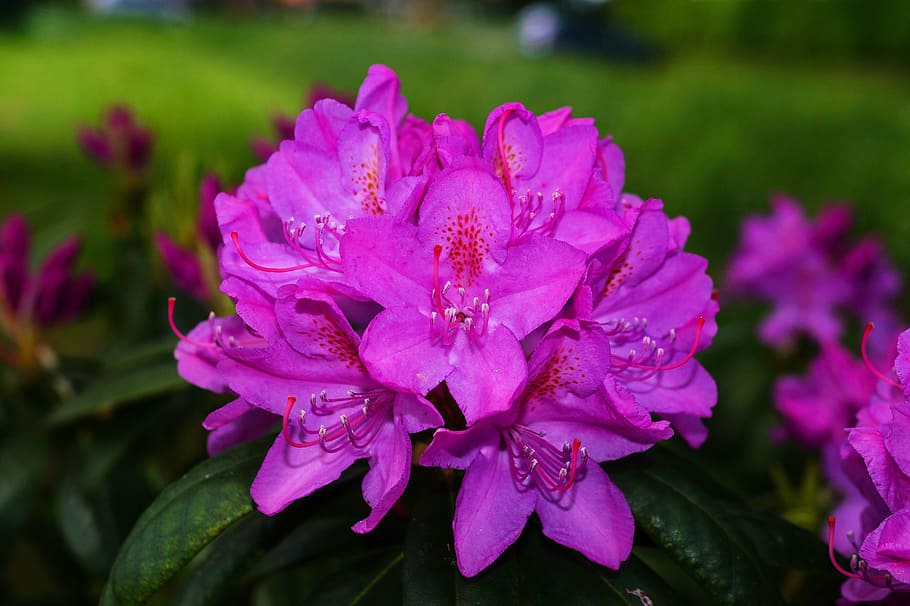 HD wallpaper: rhododendrons, flowers, bush, purple, tender, beautiful ...