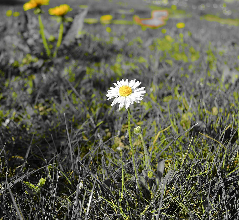 daisy, flora, flower, nature, spring, blossom, bloom, flowering plant HD wallpaper