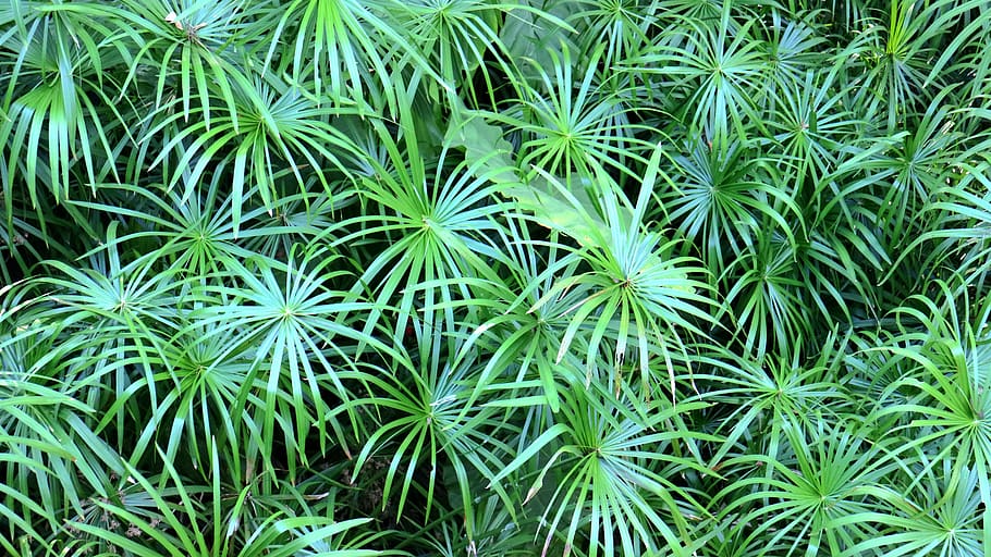 material, tablecloths, green leaves, growth, plant, green color HD wallpaper