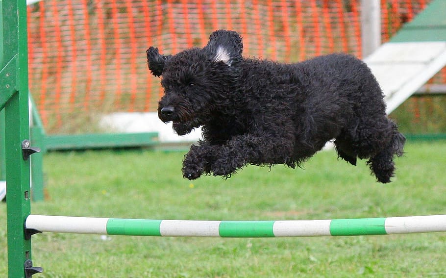 long-coated black puppy jump during daytime, dog, agility, training HD wallpaper