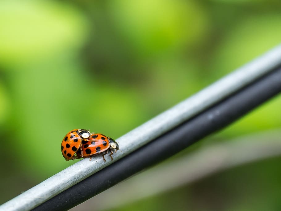 bugs, couple, ladybug, insect, red, green, macro, animal, fauna HD wallpaper
