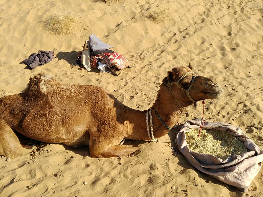 camel, desert, travel, backpack, southwest asia, sand, land HD wallpaper