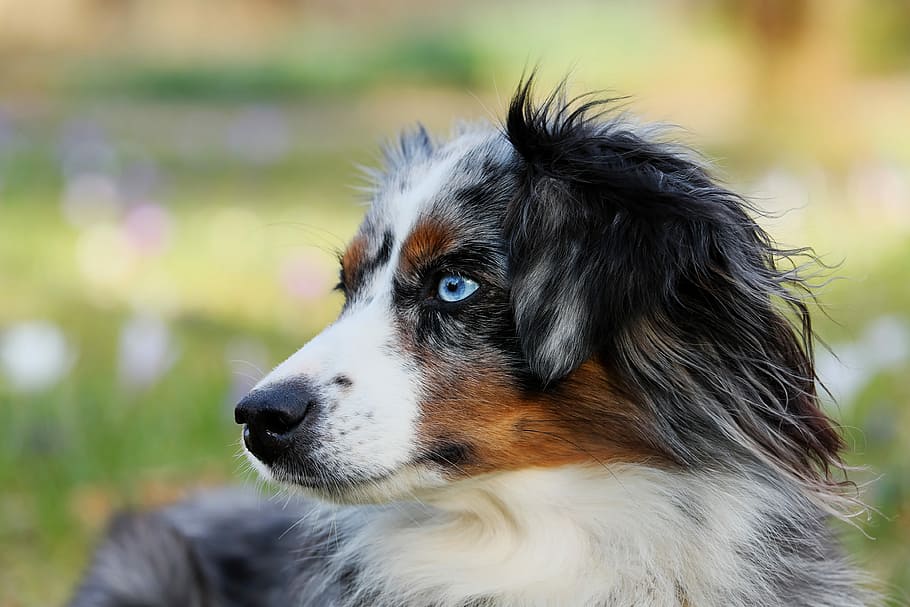 closeup photography of merle Australian shepherd puppy, blue merle