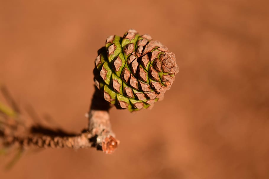 pine cones, young, small, bud, mediterranean, brown, close HD wallpaper