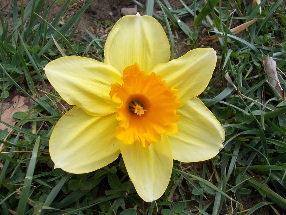 Daffodil, Flower, Spring, Macro, spring flowers, nature, garden HD wallpaper