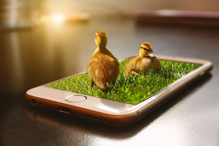 photo of brown ducklings on top of gold iPhone 6, Apple, 3dmanipulation HD wallpaper