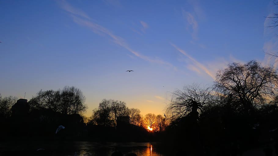 blue, sky, bird, flying, animal, tree, plant, dark, sunset HD wallpaper