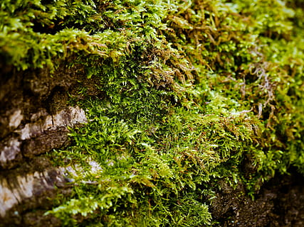 moss, tree, nature, bark, forest, fouling, log, green, macro HD wallpaper