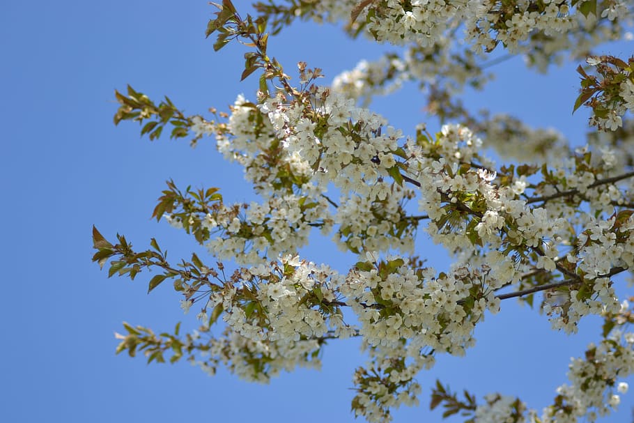 spring, bloom, plant, tree, flowers, branch, nature, sky, blossom HD wallpaper