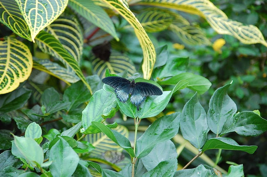 insect, butterfly, blue, plant part, leaf, growth, green color HD wallpaper