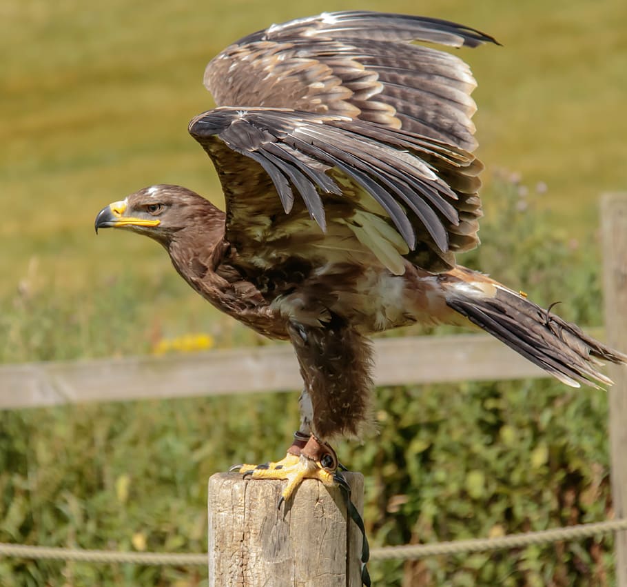 tilt shift lens photography of brown bird, steppe eagle, nature HD wallpaper