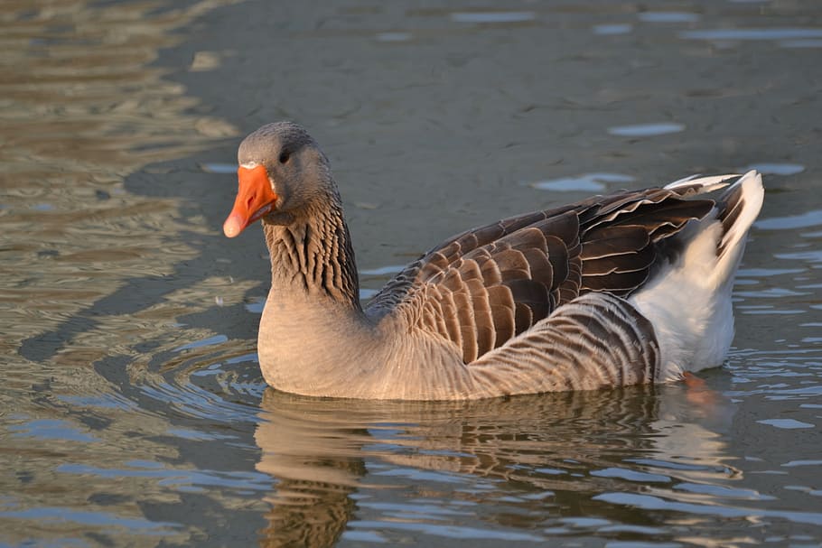 Oca, Lake, Duck, Animals, Nature, landscape, animals in the wild HD wallpaper
