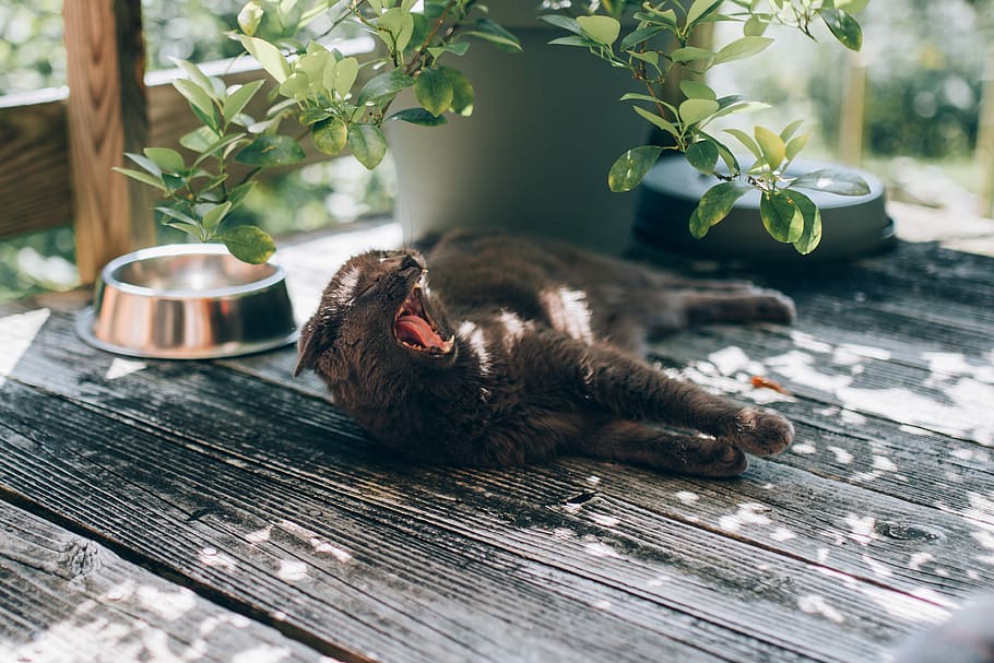 yawning black cat