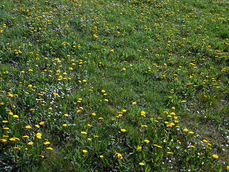 meadow, flowers, bloom, grass, plant, beauty in nature, flowering plant HD wallpaper