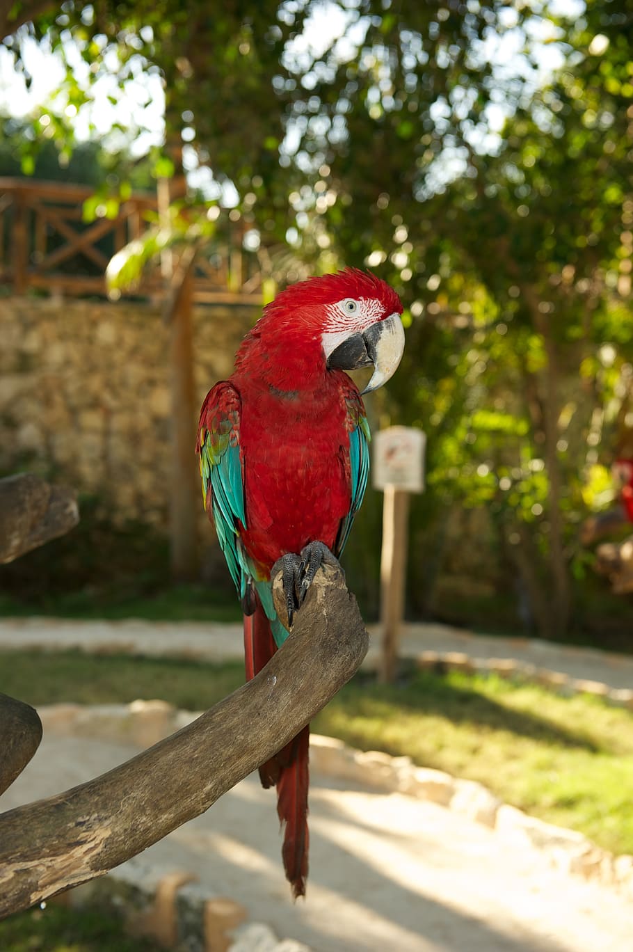 parrot, bird, red, animal themes, vertebrate, perching, macaw HD wallpaper