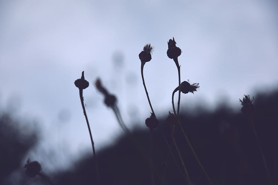 Spring, Flowers, Dandelion, Backlight, contrast, nature, white flowers HD wallpaper