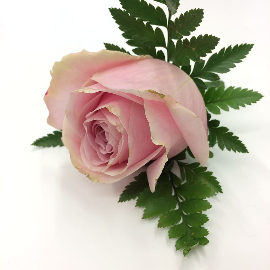 Rose, Pink, Pale, Buttonhole, Flower, romantic, love, pastel HD wallpaper