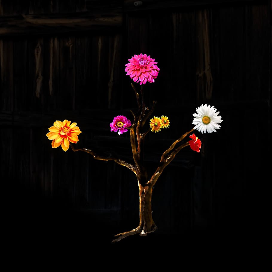 composing, flower, plant, flowering plant, fragility, vulnerability HD wallpaper