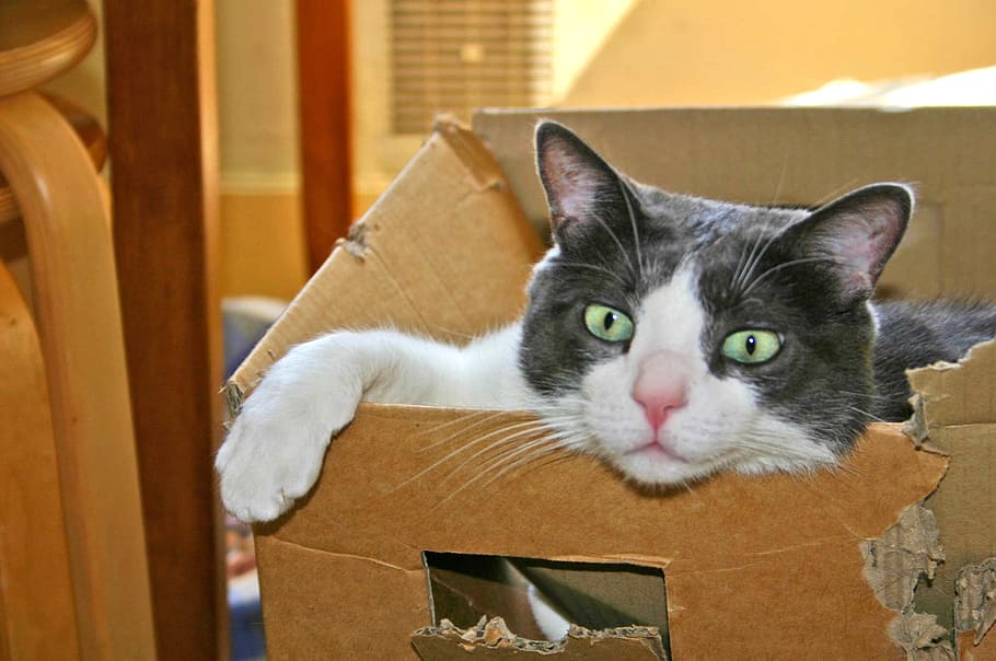 Cat, Carton, Cute, domestic cat, pets, domestic animals, animal themes HD wallpaper