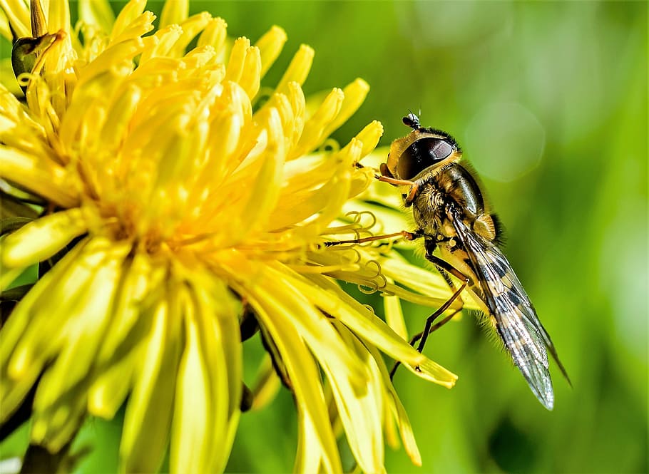 hoover fly perched on yellow flower close-up photo, wasp, bee HD wallpaper