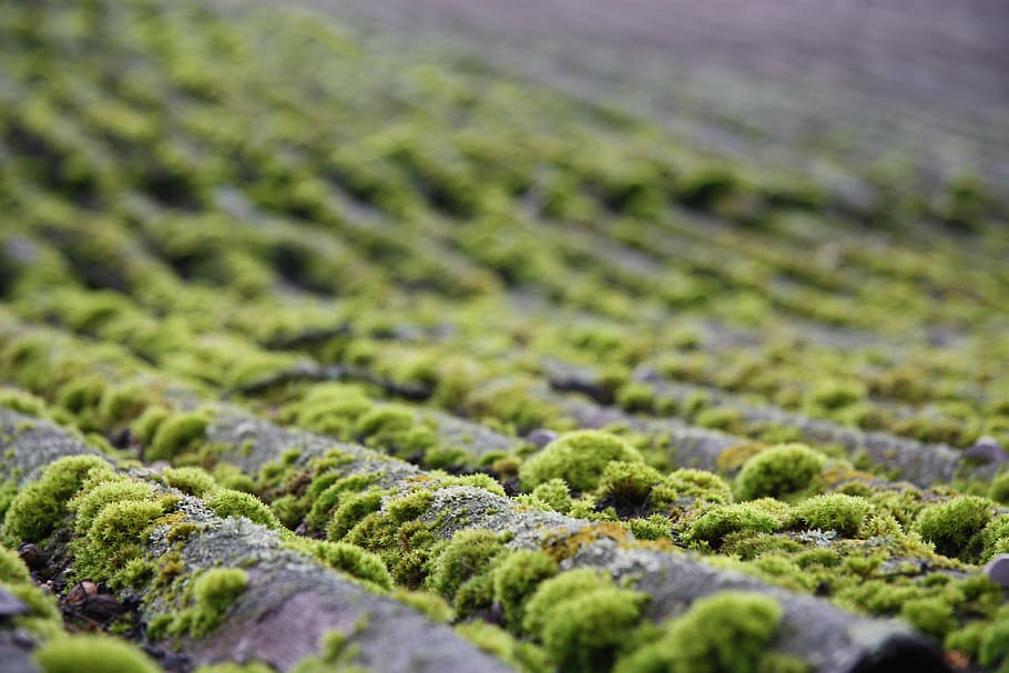 moss, roof, nature, mossy, landscape, bryophytes, macro, green color
