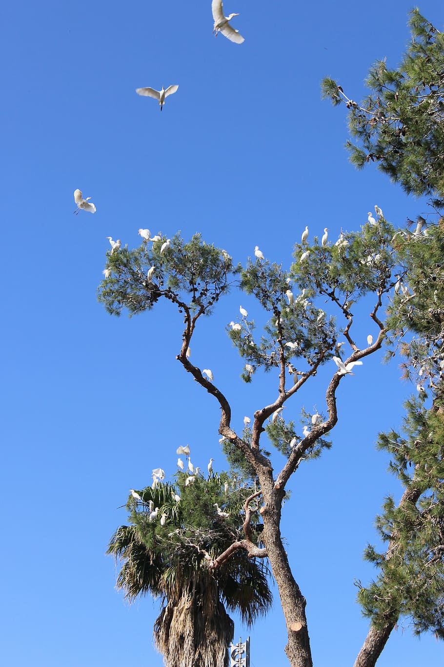 Birds, White, Tree, Sky, Flying, Animals, group, nature, blue HD wallpaper