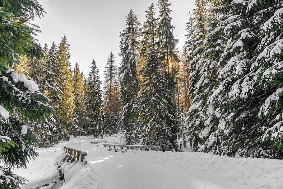snow, winter, white, cold, weather, ice, trees, plants, nature HD wallpaper