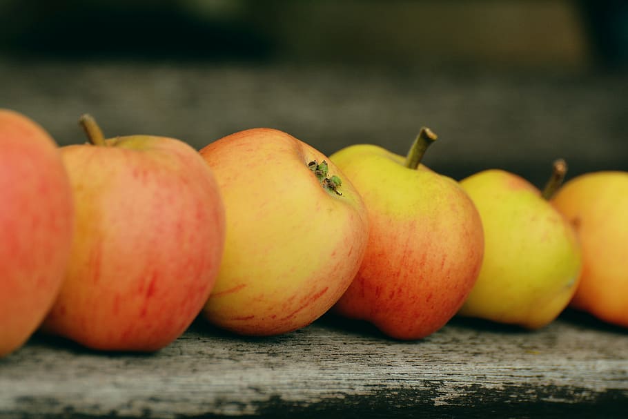 apple lot, goldparmäne, fruit, windfall, garden, series, lined up HD wallpaper