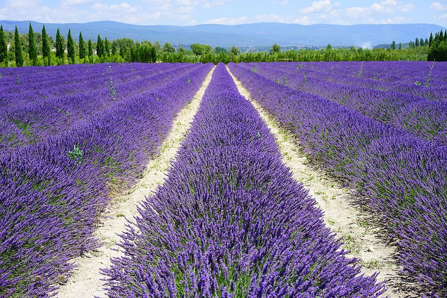 lavender plantation, lavender field, lane, away, lavender flowers, HD wallpaper