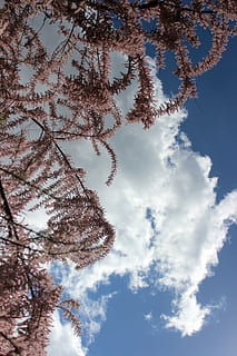 tamarisk, bush, sky, nature, tree, winter, blue, branch, snow HD wallpaper