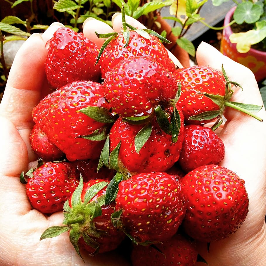 strawberries, fruit, red, sweet, food, greenhouse, orchard HD wallpaper