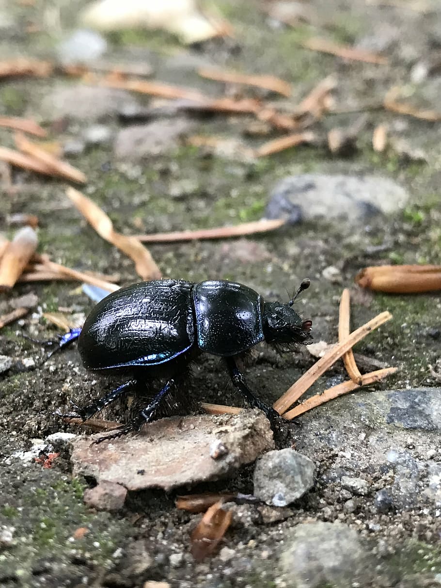 beetle, nature, ground, krabbeltier, bug, spring, animal wildlife HD wallpaper